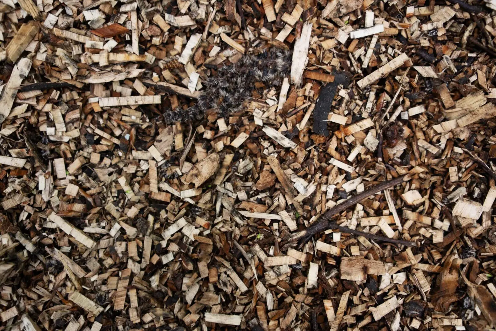 Close-up of wood chips scattered on soil.