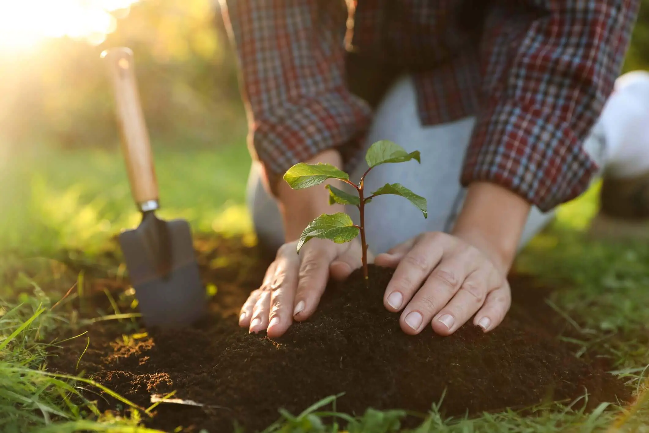 Hands planting a small seedling in soil during golden hour.