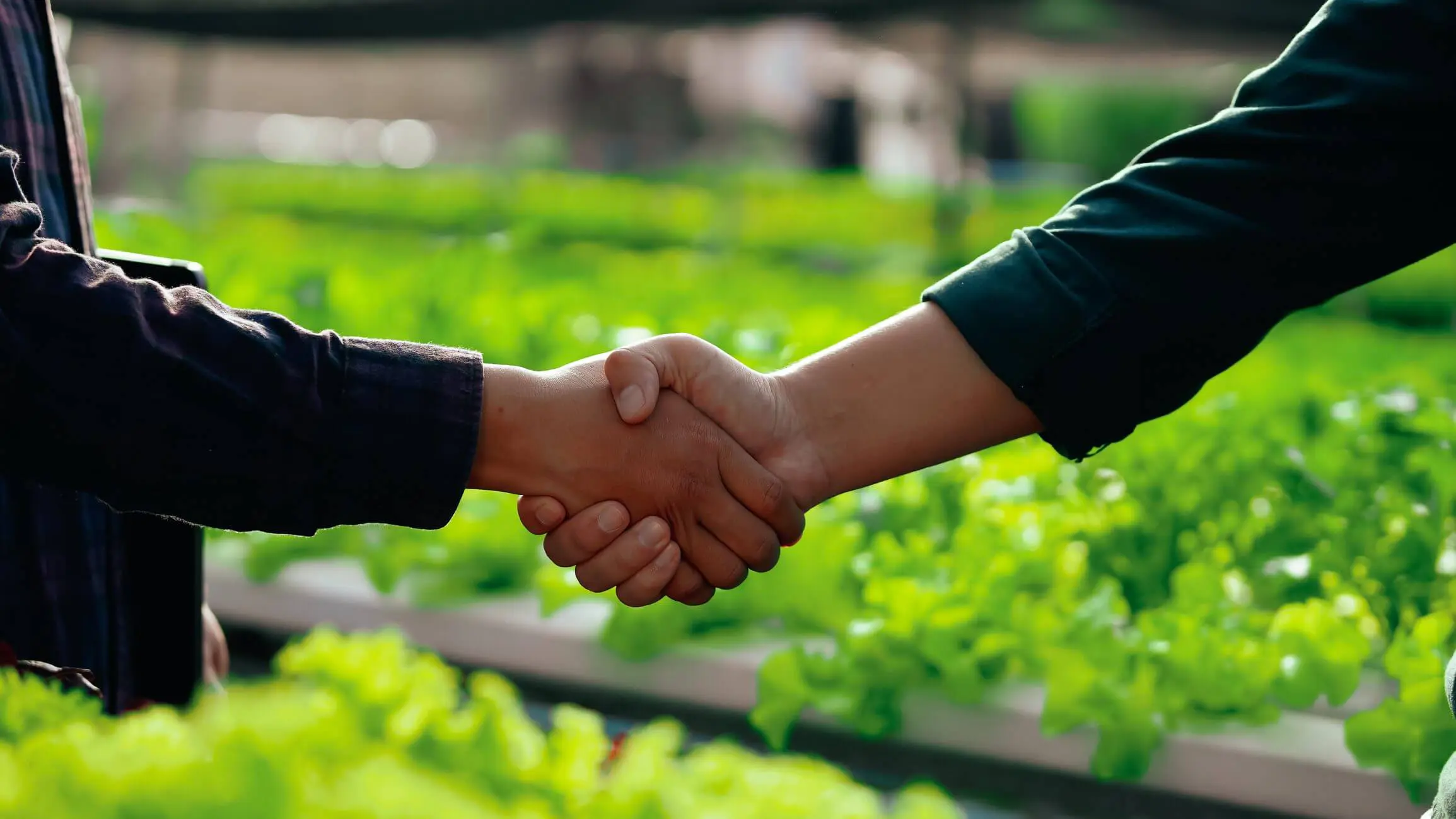 Two people shaking hands above green plants in a garden.